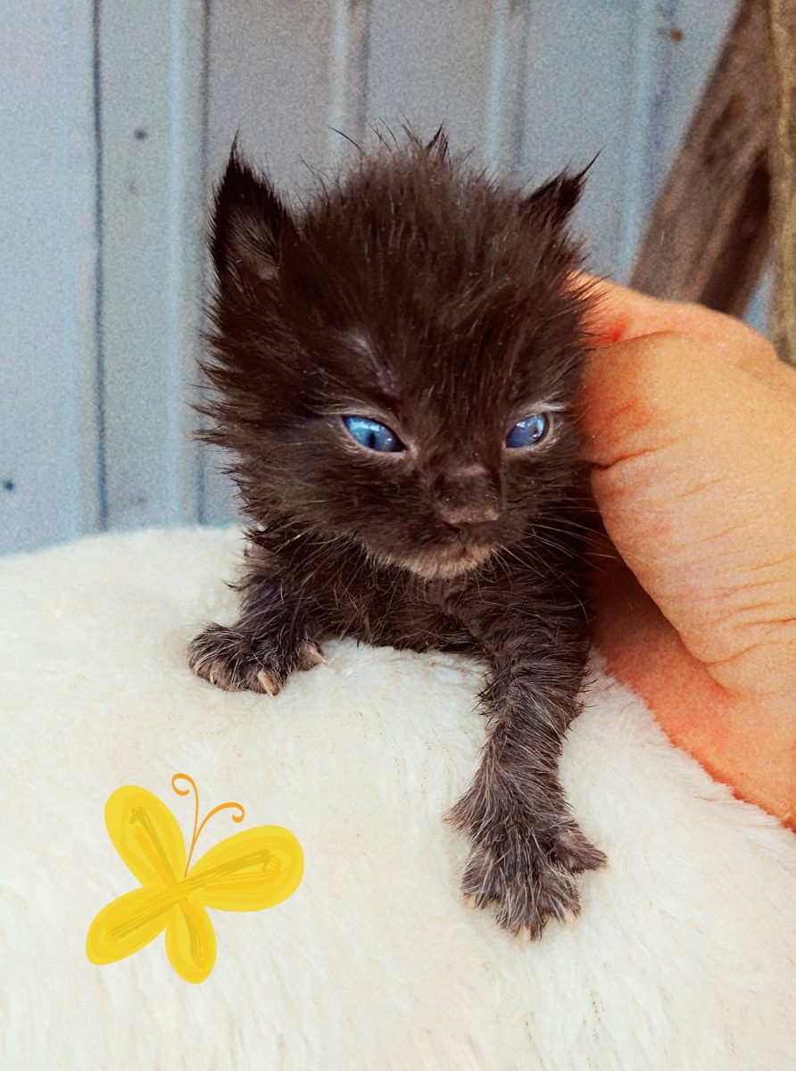 Adoptie pui de pisica negri