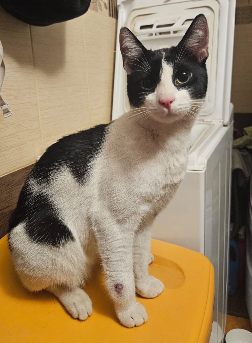 Adorabilul Zoro caută o familie minunată!💙💙💙