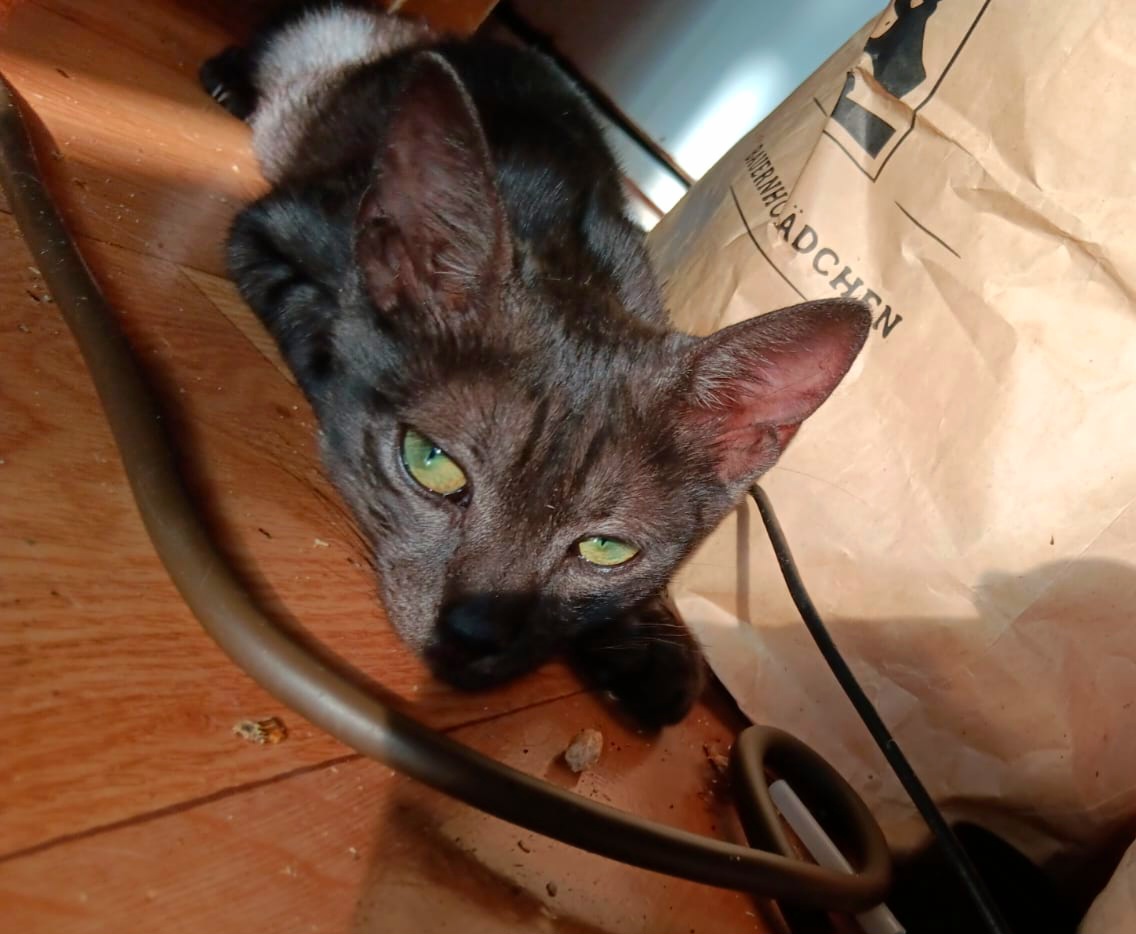 Adoptie motan de Transilvania
