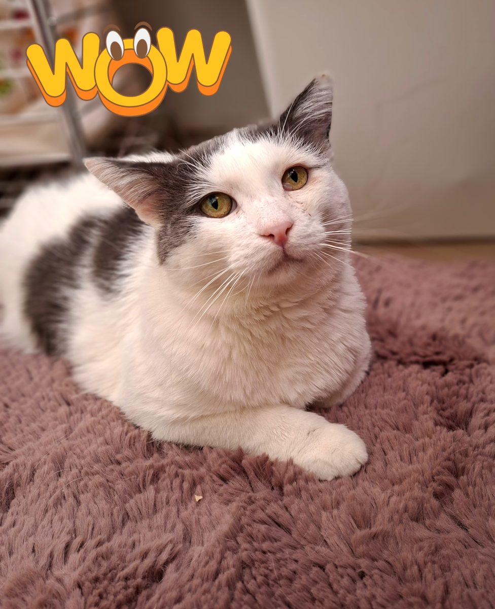 Adoptie motan alb castrat