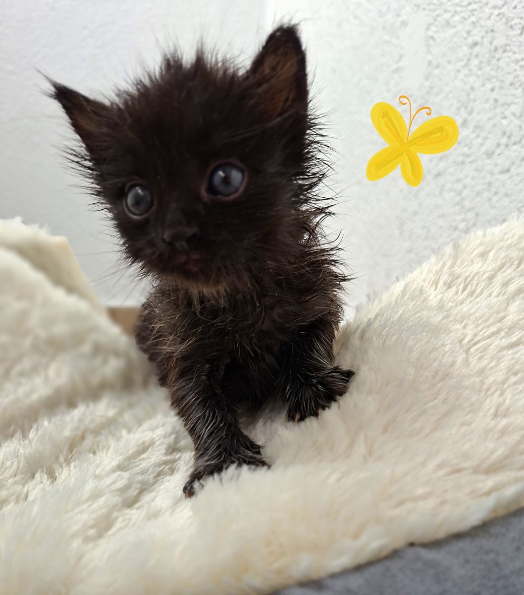 Adoptie pisica