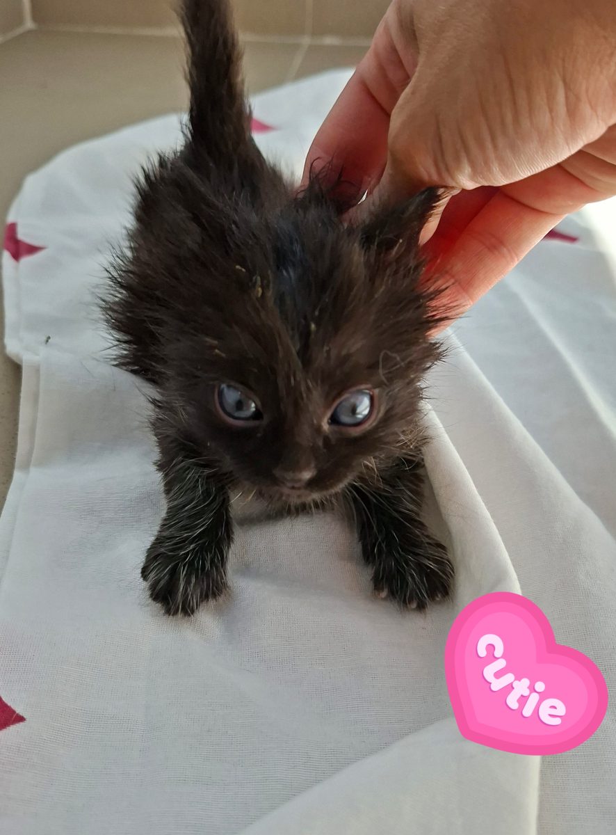 Adoptie pui de pisica minunatii