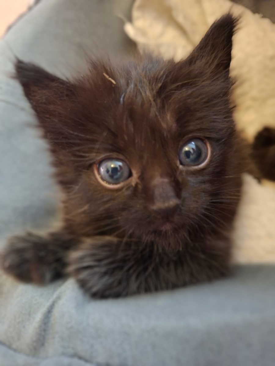 Adoptie pui de pisica