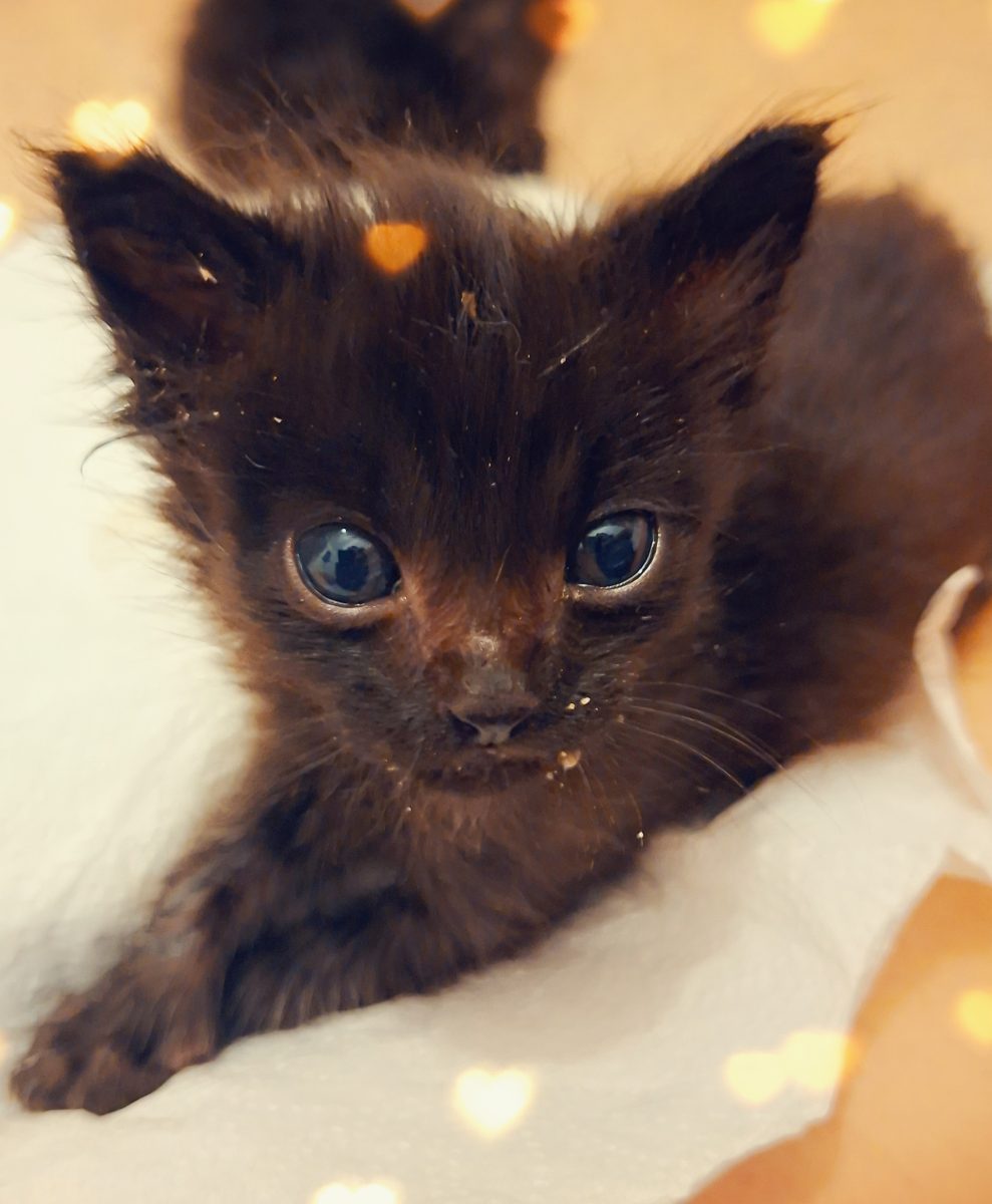 Adoptie pui de pisica negrii
