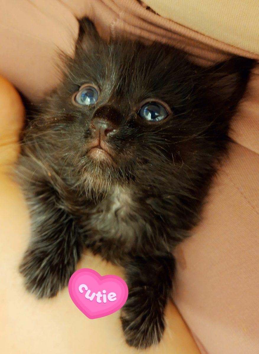 Adoptie pui de pisica Perlutii