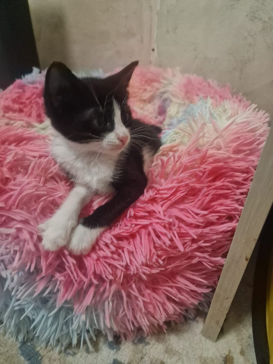 Micuța Gliter își caută familia ei!💕💕💕