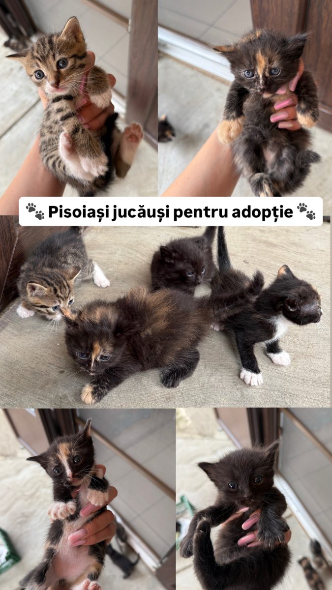 Pisoiaşi jucăuşi pentru adoptie