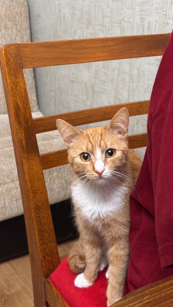 Frumosul Simba are nevoie de o adopție responsabilă!💙💙💙