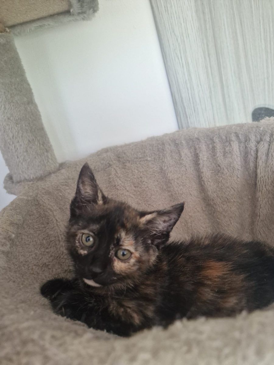 Micuta si dragalasa are nevoie de o adopție minunată 💗💗💗