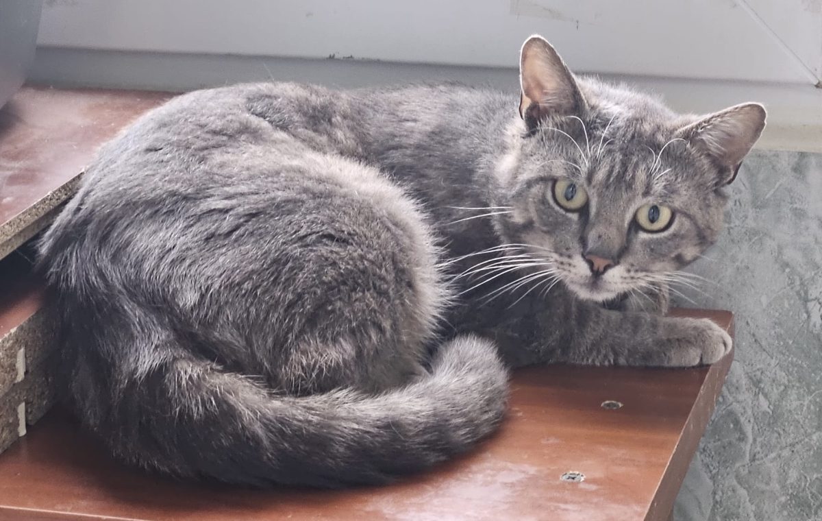 Aventurierul Spider are nevoie de adopție responsabila!💙💙💙