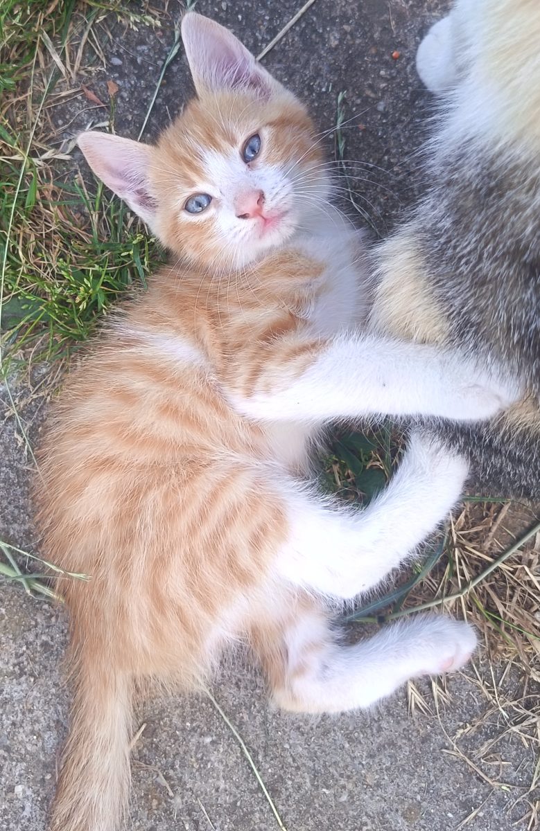 2 pisicute si 2 motanei isi cauta casute