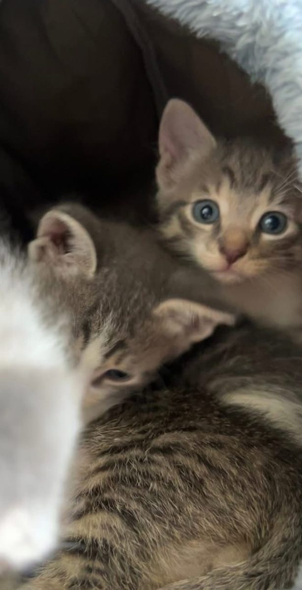 Cinci inimioare mici isi doresc fiecare cate o familie minunata!♥️♥️♥️
