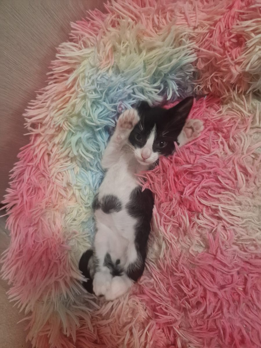 Minunea asta răsfățată își caută o familie!😍😍😍