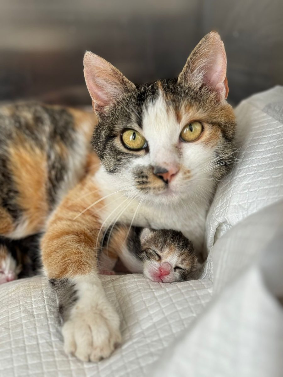 Pisica pentru adoptie Bucuresti sector 1