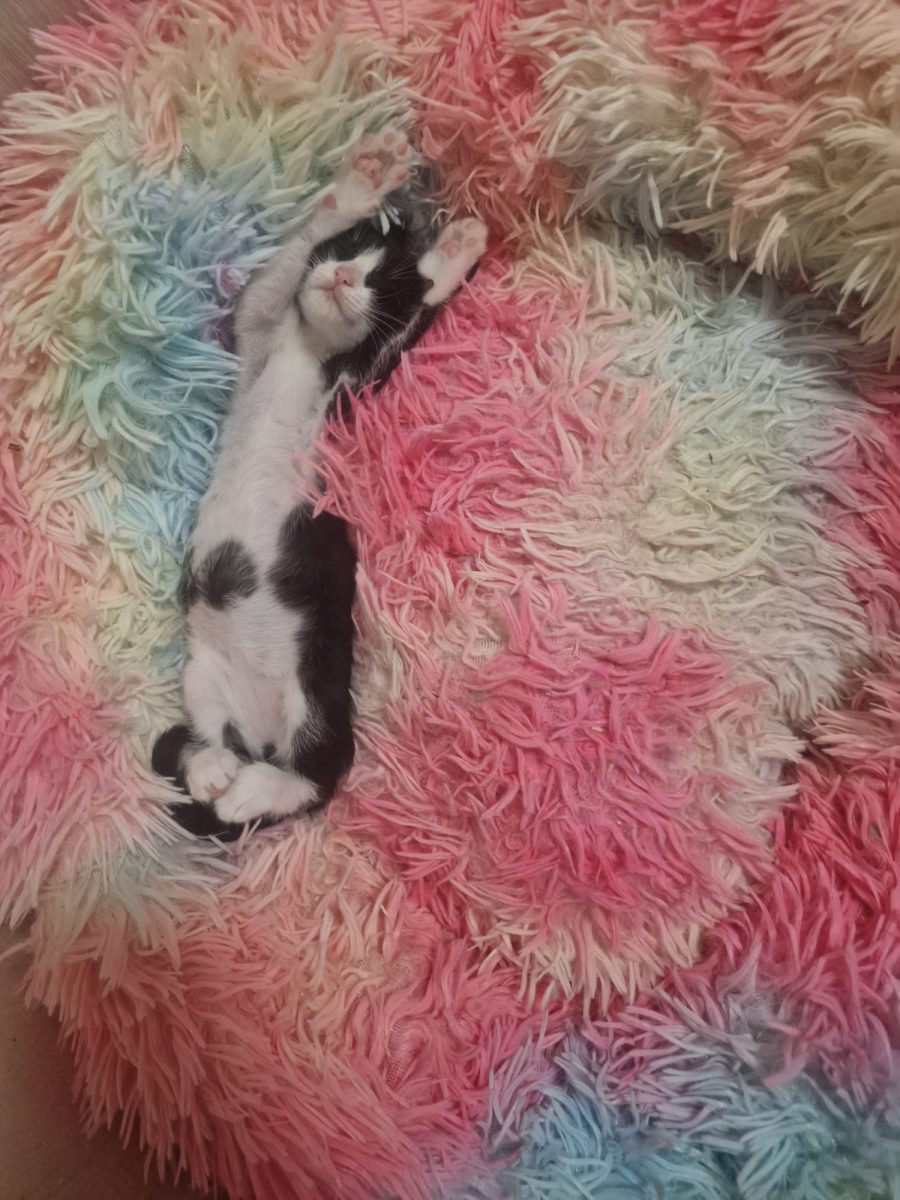 Delicata și alintată vrea sa fie adoptată!💕💕💕