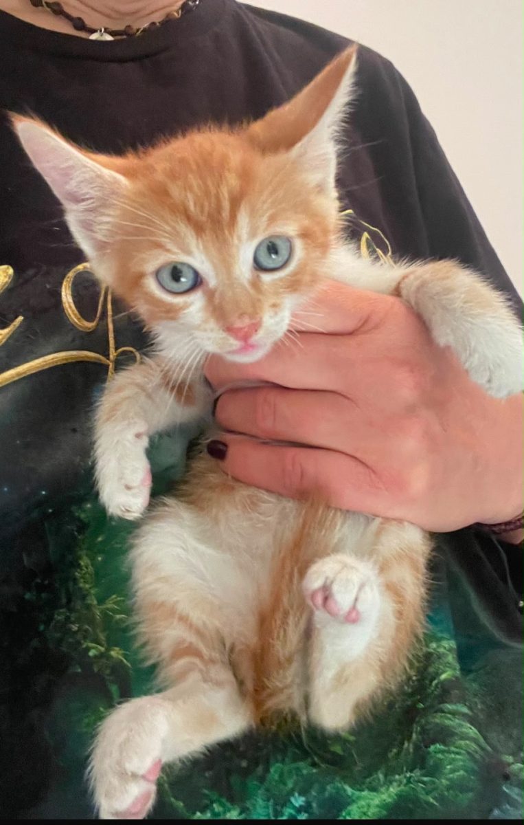 ☀️ Ginger, micul soare portocaliu, caută o casă plină de iubire!