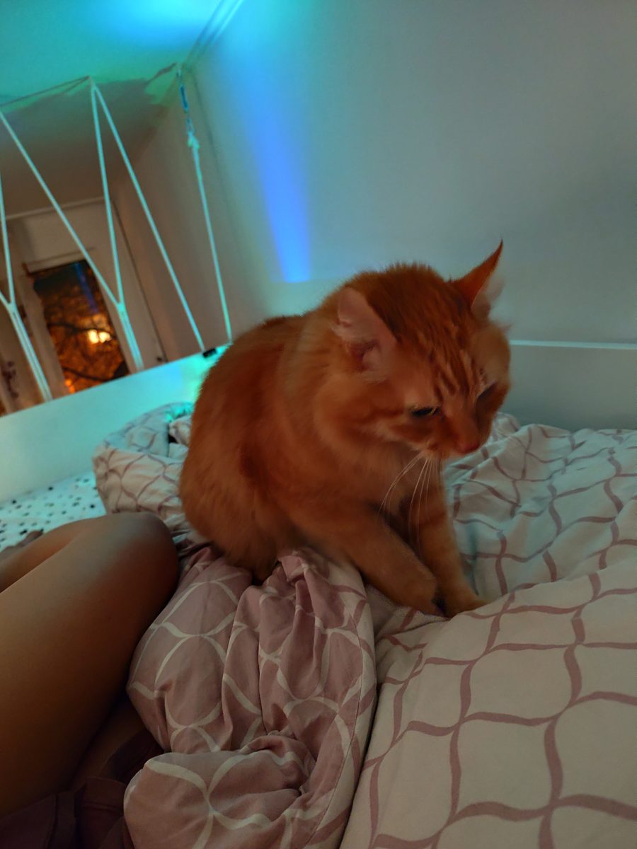 Adoptie responsabila pentru Missy