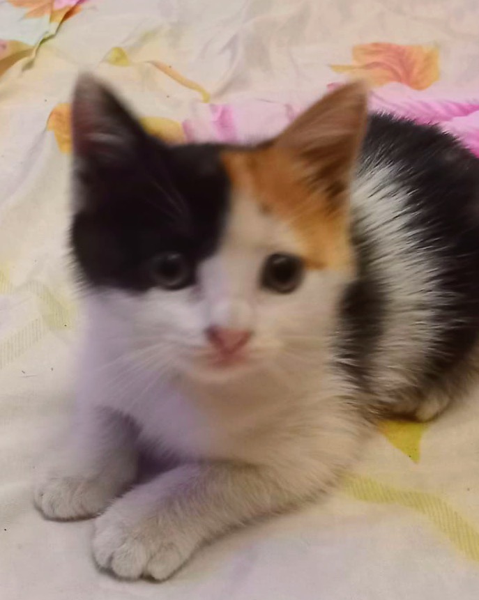 Pisicuta metis American Wirehair pui