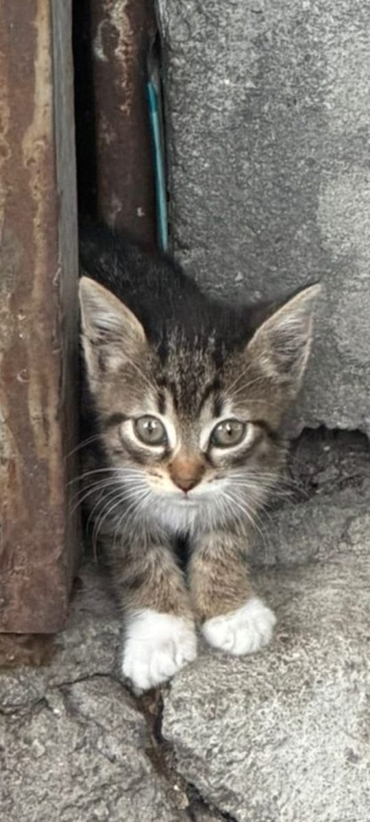 Tigruța asta mica si dragalasa isi cauta casuta!🥰🥰🥰