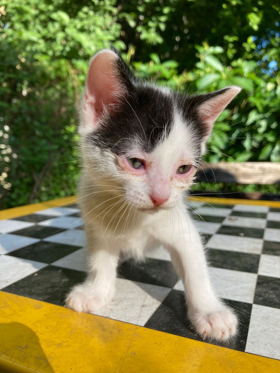 Fragila dar dornică de iubire își caută o familie!