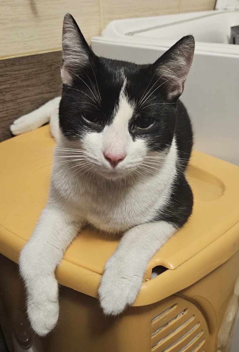 Adorabilului Zoro abia așteaptă sa il iei acasa 💙💙💙