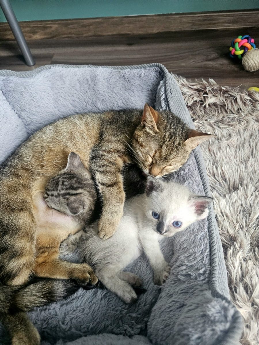 Donez pui de pisică drăgălași — județul Suceava