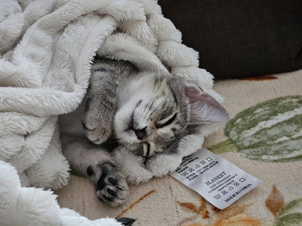 Dusty – motănel de 1 an, extrem de afectuos și jucăuș, își caută familie iubitoare