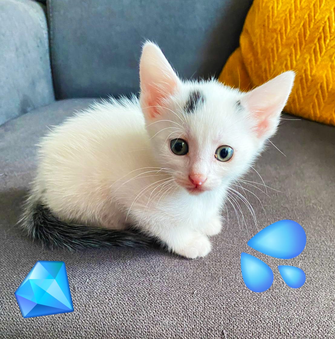 Adorabil si delicat abia asteapta sa te iubească asa cum stie el!♥️♥️♥️