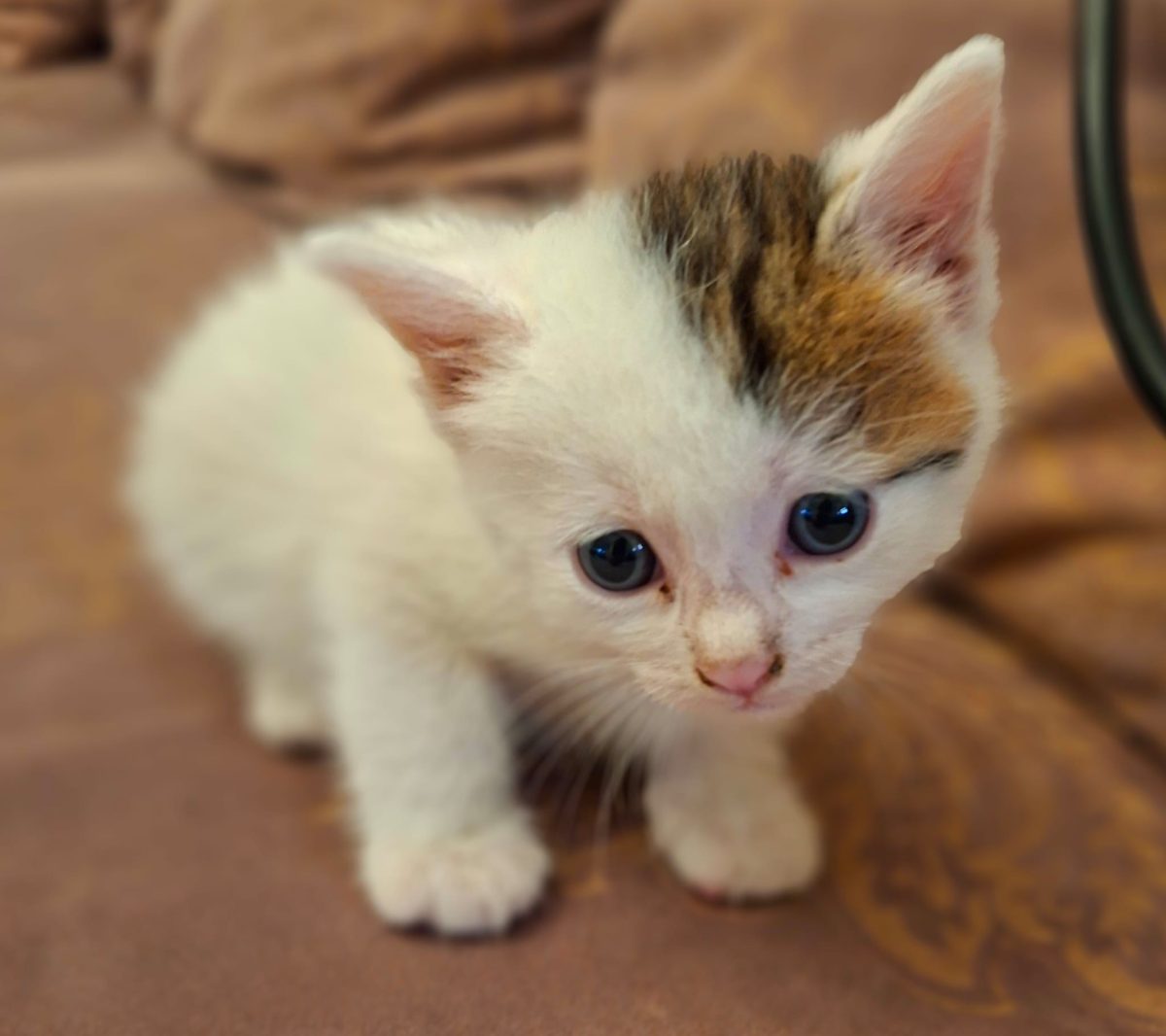 Micuța dar extrem de descurcăreață își caută o familie pe cinste!😻😻😻