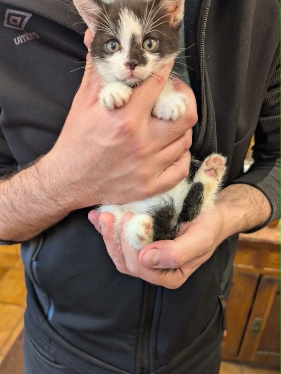 Adoptie – motanel 2 luni