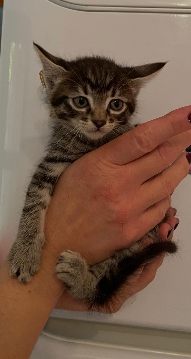 🐾 Milo își caută familia!