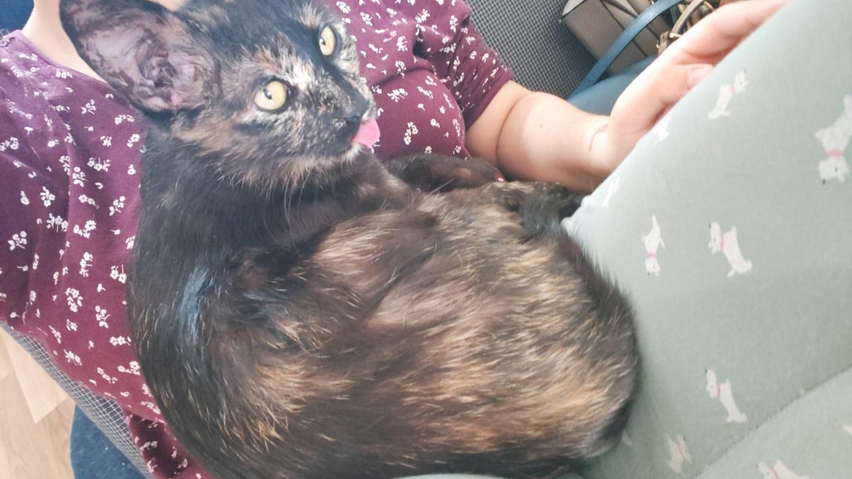 Luna, Tortie de aprox. 4 ani