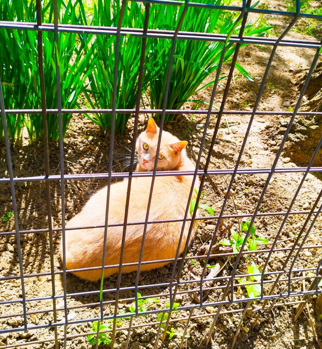 Adoptie motan roscat