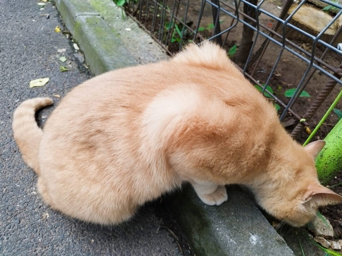 Adoptie motan roscat