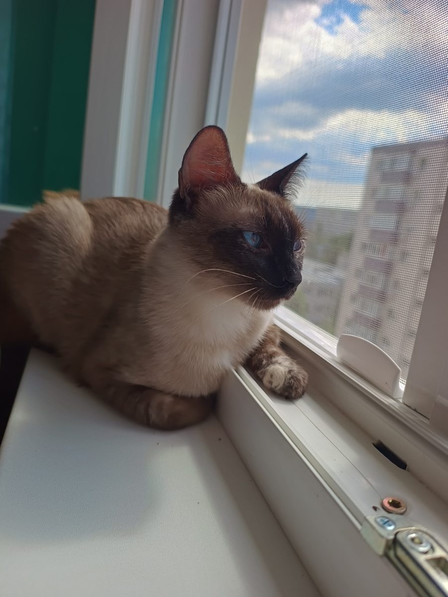 Mica – siameza frumușică cu ochi albaștri