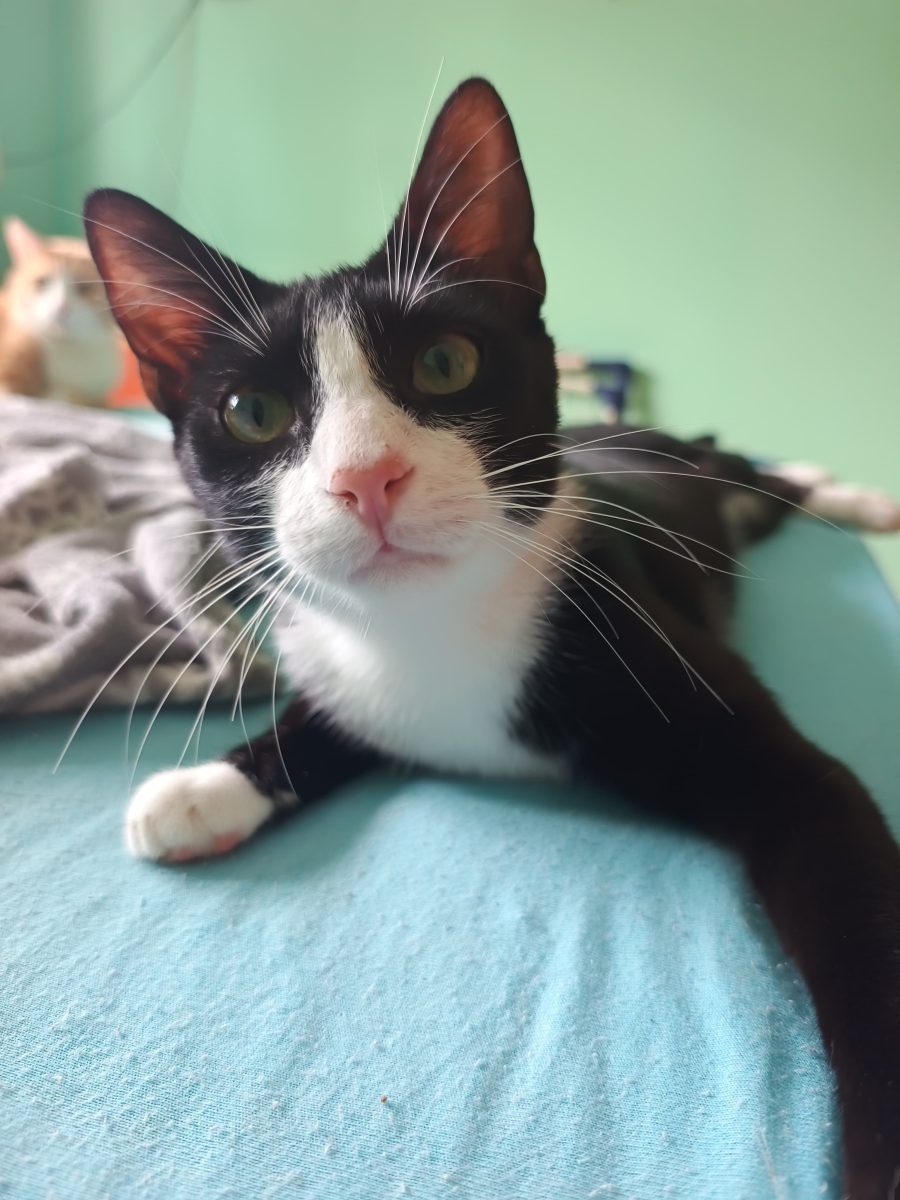 Felix – un motanel jucăuș si curios