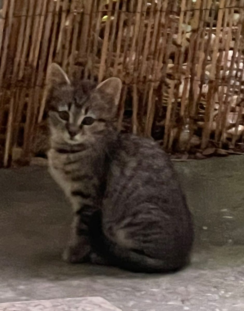 Tigri sau Tigra