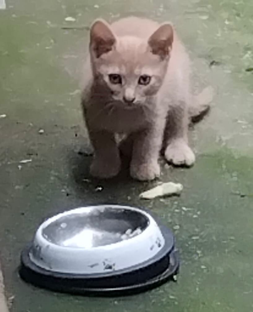 Coco