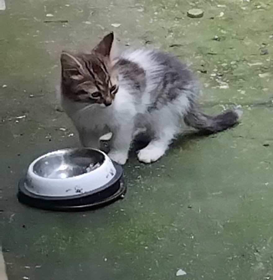 Puia sau Puiu