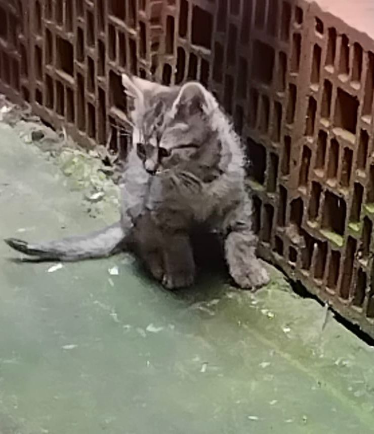 Tigru