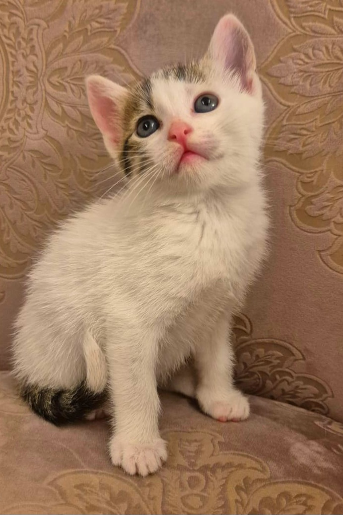Adoptie pui de pisica Ella
