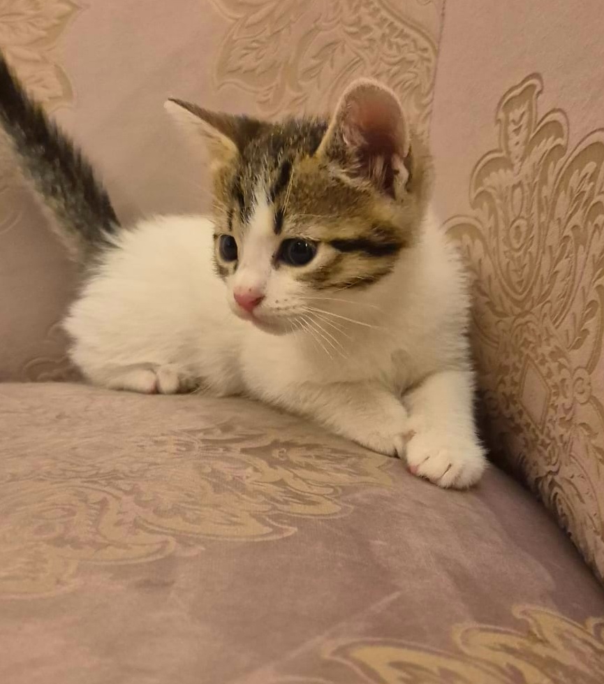 Adoptie motanel Fibonacci