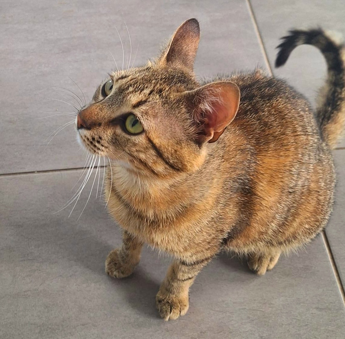 Adoptie motan tigrat Suschi