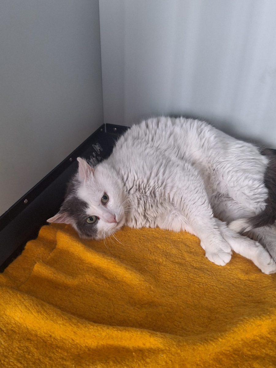 Adoptie motan castrat alb Simba