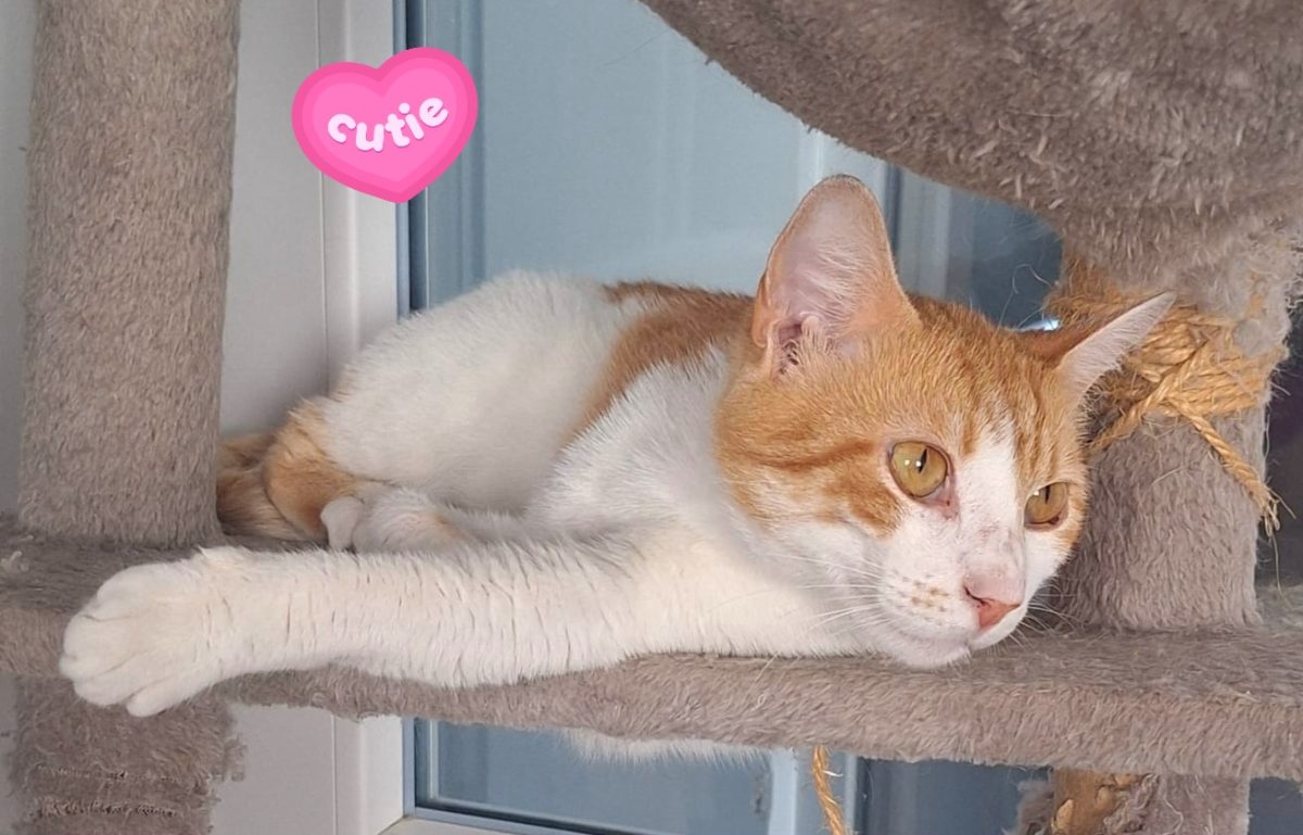 Adoptie motan roscat castrat