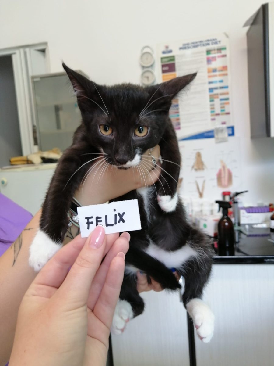 Felix