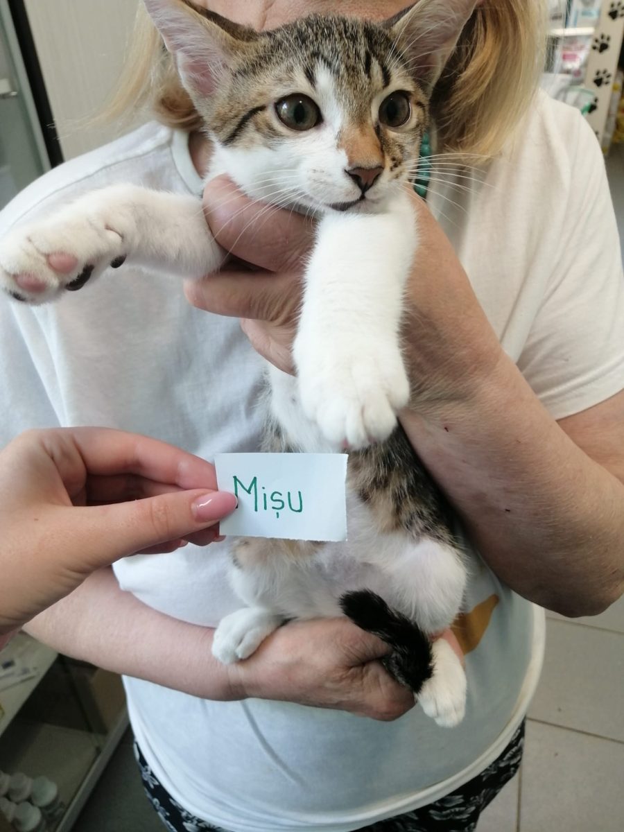 Mişu