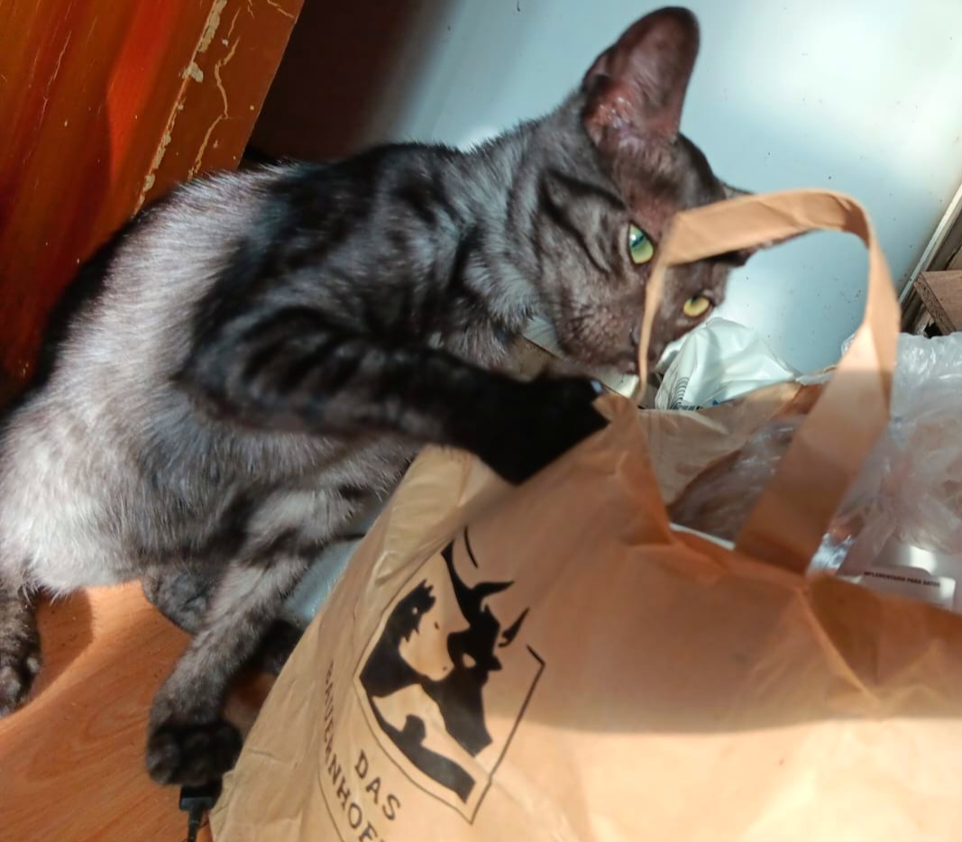 Adoptie Vlad motan de Transilvania