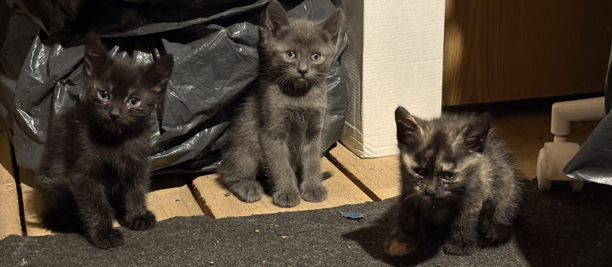 Puii pentru adoptie responsabila