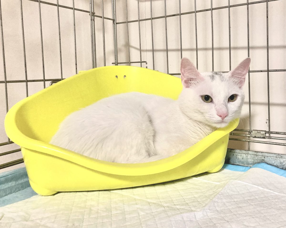 Pinky pentru adoptie